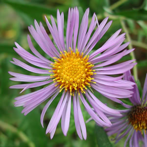 Aster nova-angliae Hella Lacy